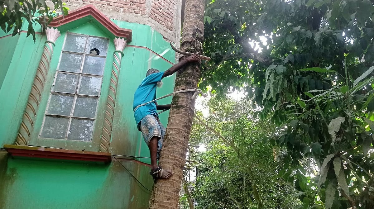 ৫৫ বছর ধরে নারকেলগাছ পরিষ্কার করেই জীবিকা নির্বাহ তৈয়ব আলীর