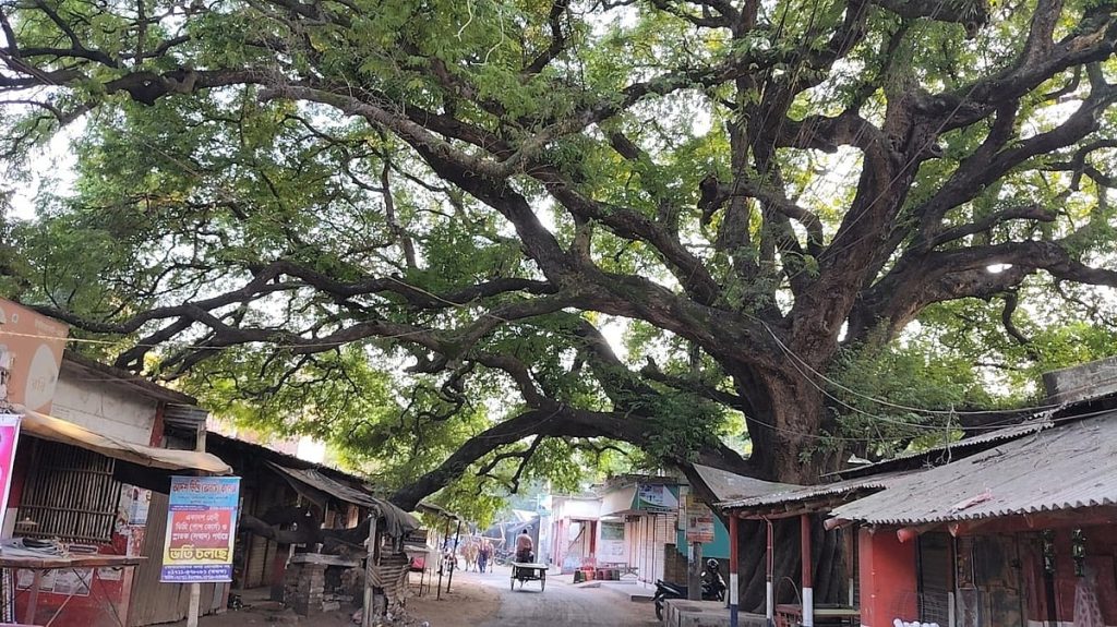 রাজশাহীর তেঁতুলতলা বাজার ও এক শতবর্ষী তেঁতুলগাছের গল্প
