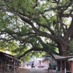 রাজশাহীর তেঁতুলতলা বাজার ও এক শতবর্ষী তেঁতুলগাছের গল্প