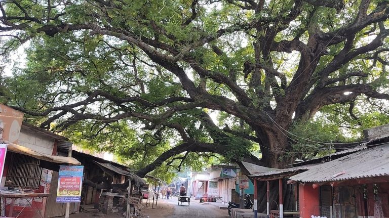 রাজশাহীর তেঁতুলতলা বাজার ও এক শতবর্ষী তেঁতুলগাছের গল্প