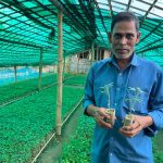 সারা দেশে চাহিদা বাড়ছে মৌলভীবাজারের গ্রাফটিং টমেটোর চারার