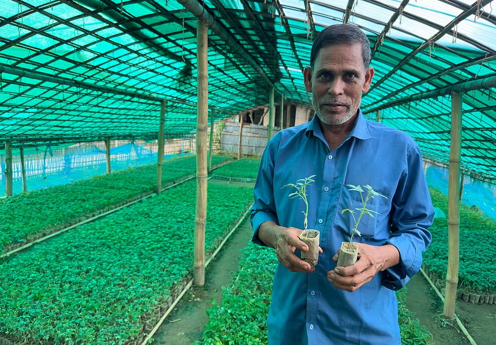 সারা দেশে চাহিদা বাড়ছে মৌলভীবাজারের গ্রাফটিং টমেটোর চারার