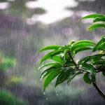 বঙ্গোপসাগরে লঘুচাপ: দেশের আবহাওয়ায় কেমন প্রভাব পড়বে?
