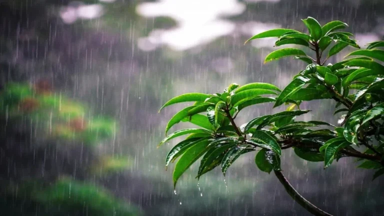 বঙ্গোপসাগরে লঘুচাপ: দেশের আবহাওয়ায় কেমন প্রভাব পড়বে?